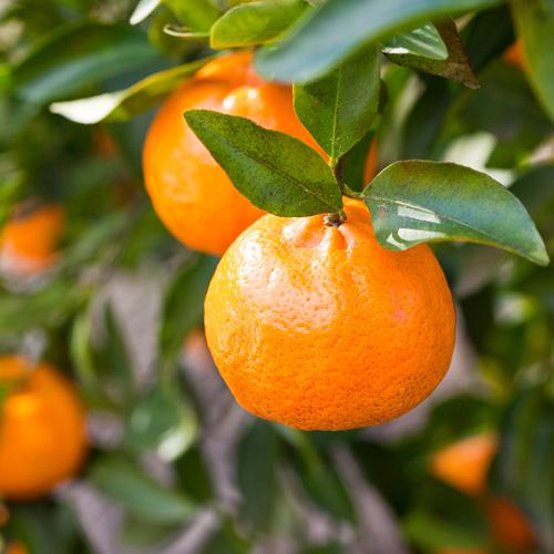 Dwarf Fruit Trees
