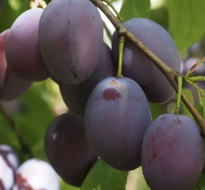 Subtropical Fruit Trees