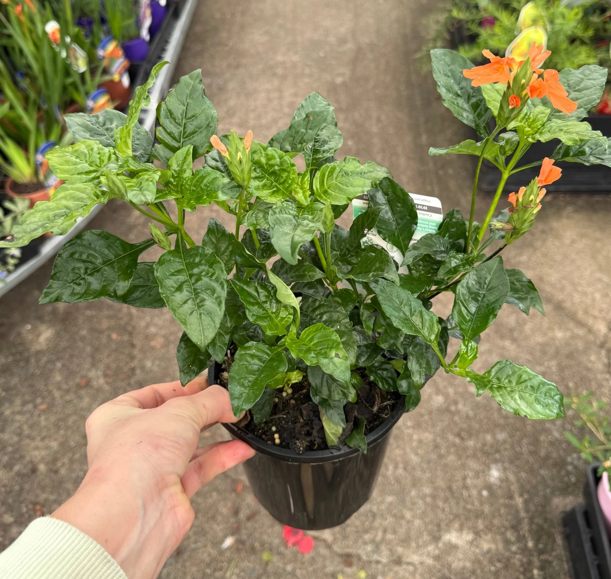 Product image 11