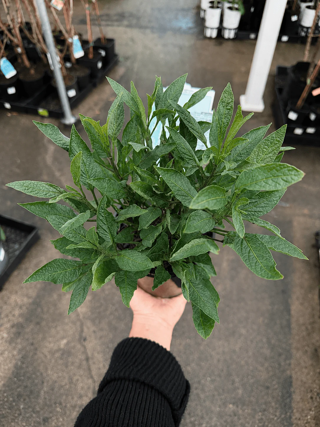 Product image 13