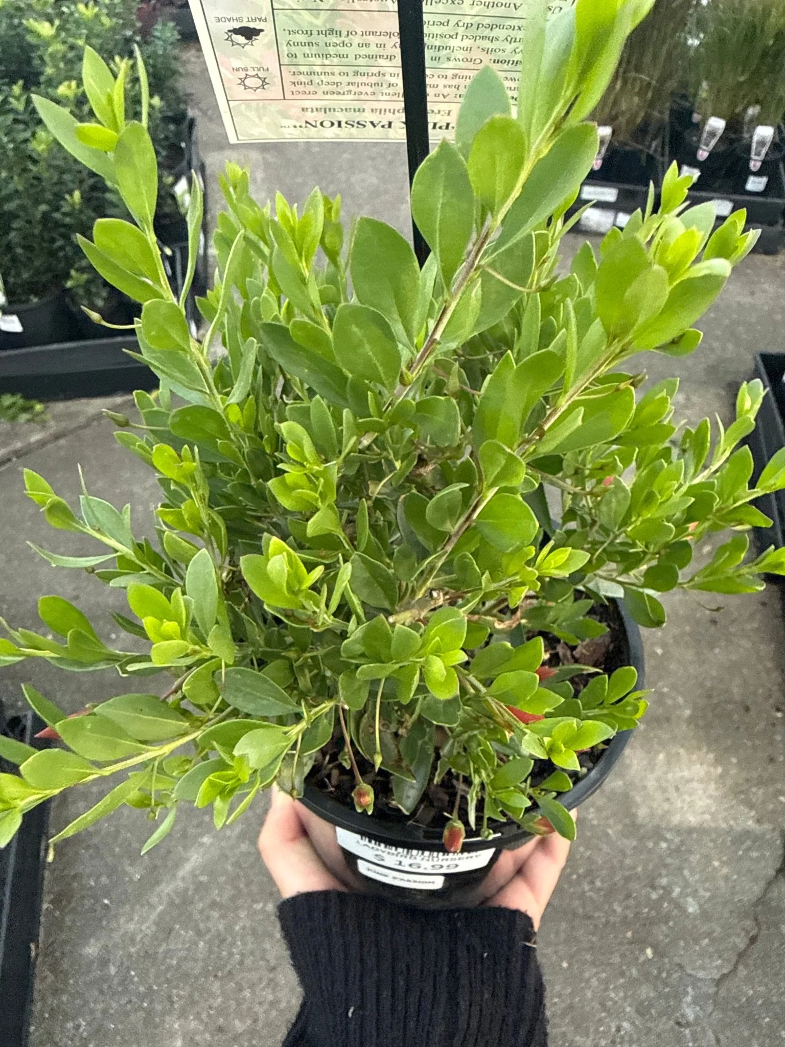 Product image 7