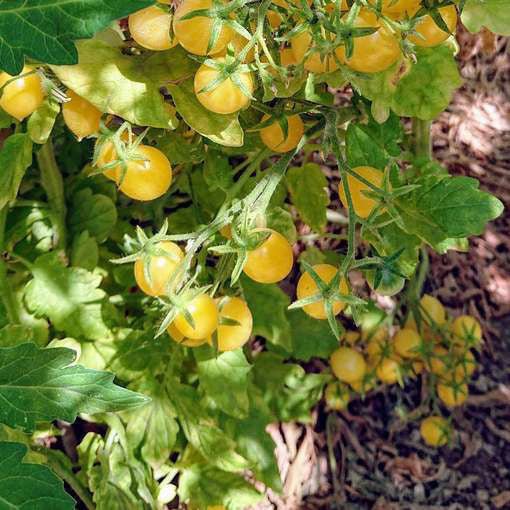 Herbs & Spice Plants